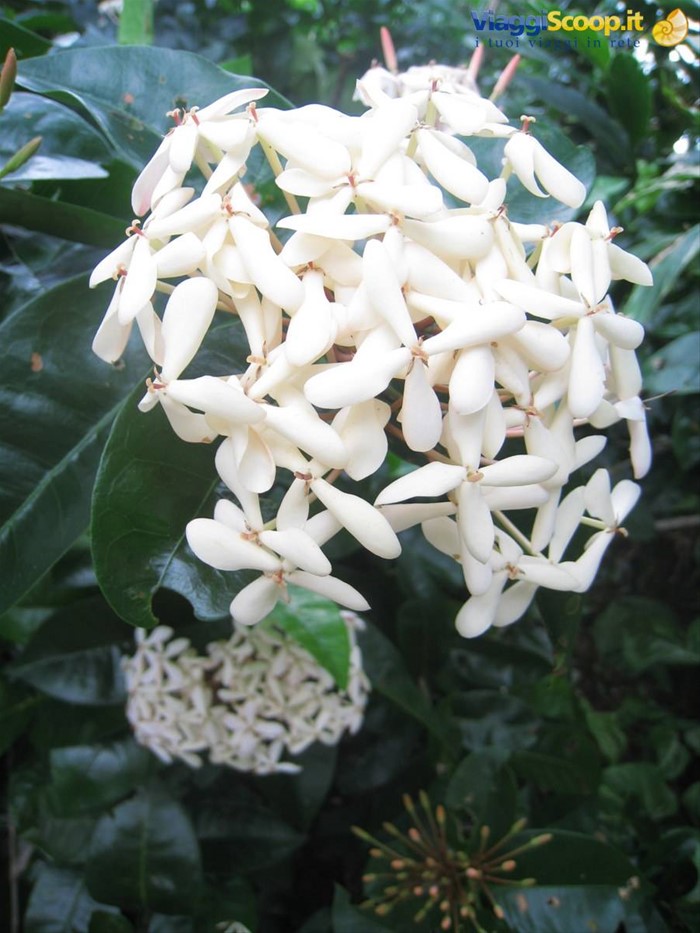 Ixora White Nora Grant