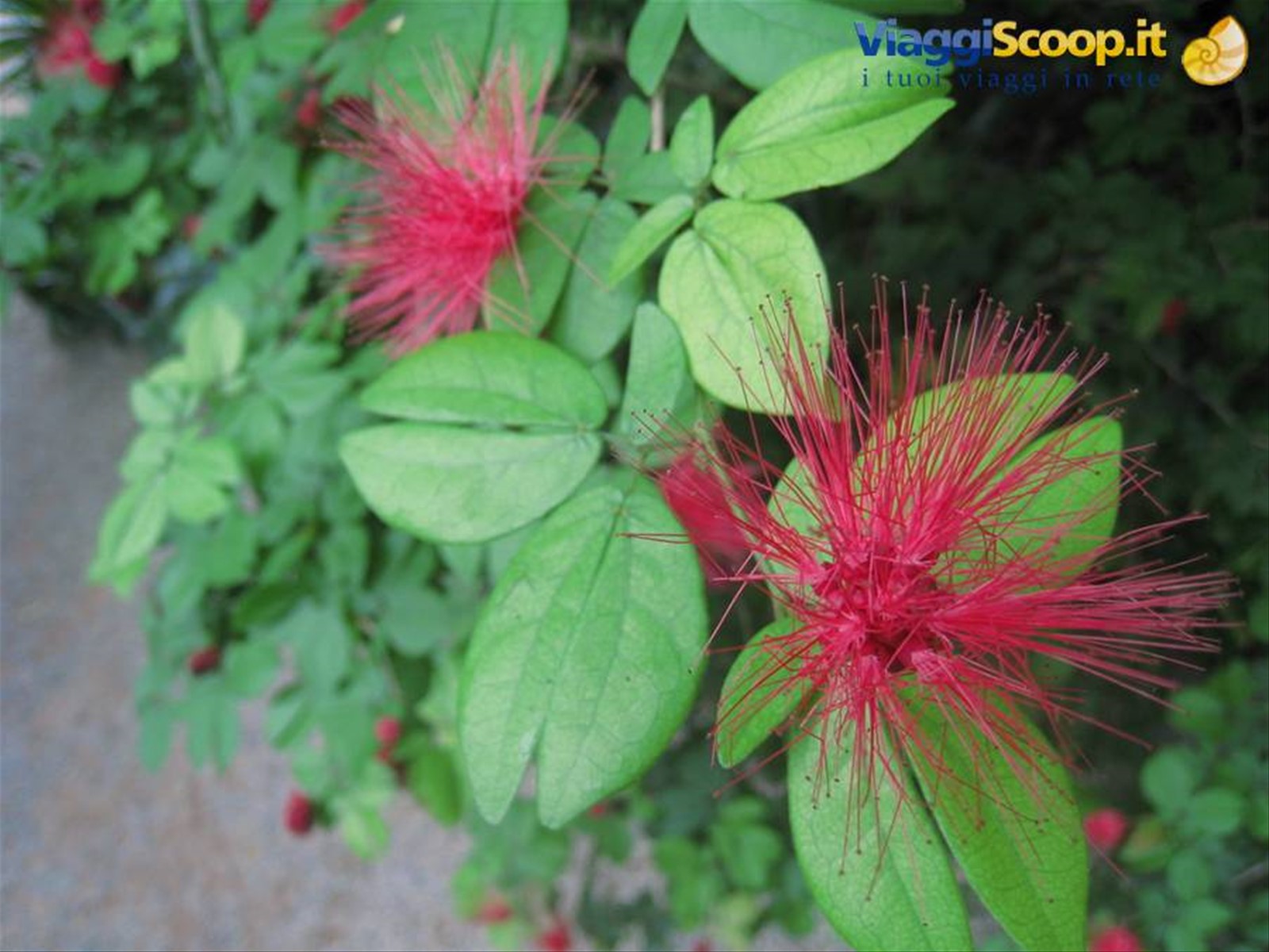 Red Powderpuff – Calliandra haematocephala