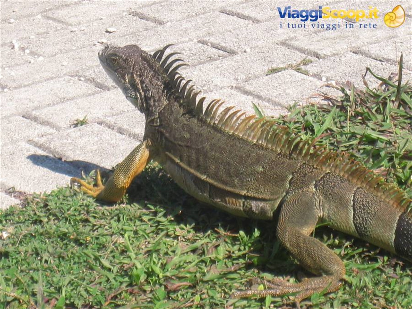 dare precendeza alle IGUANE!!