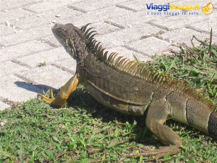 dare precendeza alle IGUANE!!