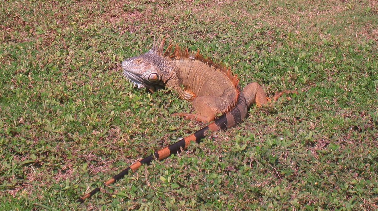 Foto di viaggio in ISOLE CAYMAN