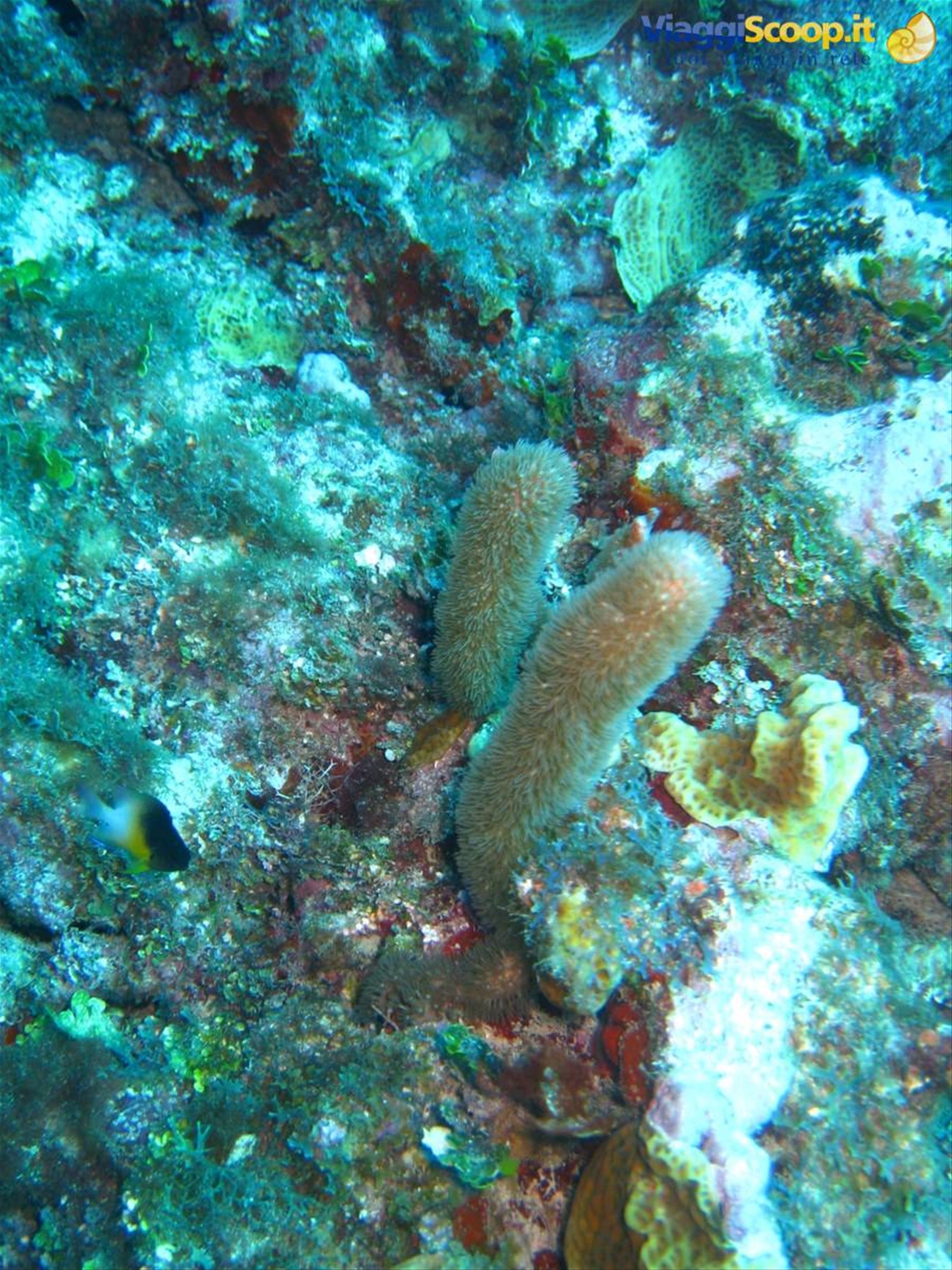 Foto di viaggio in ISOLE CAYMAN