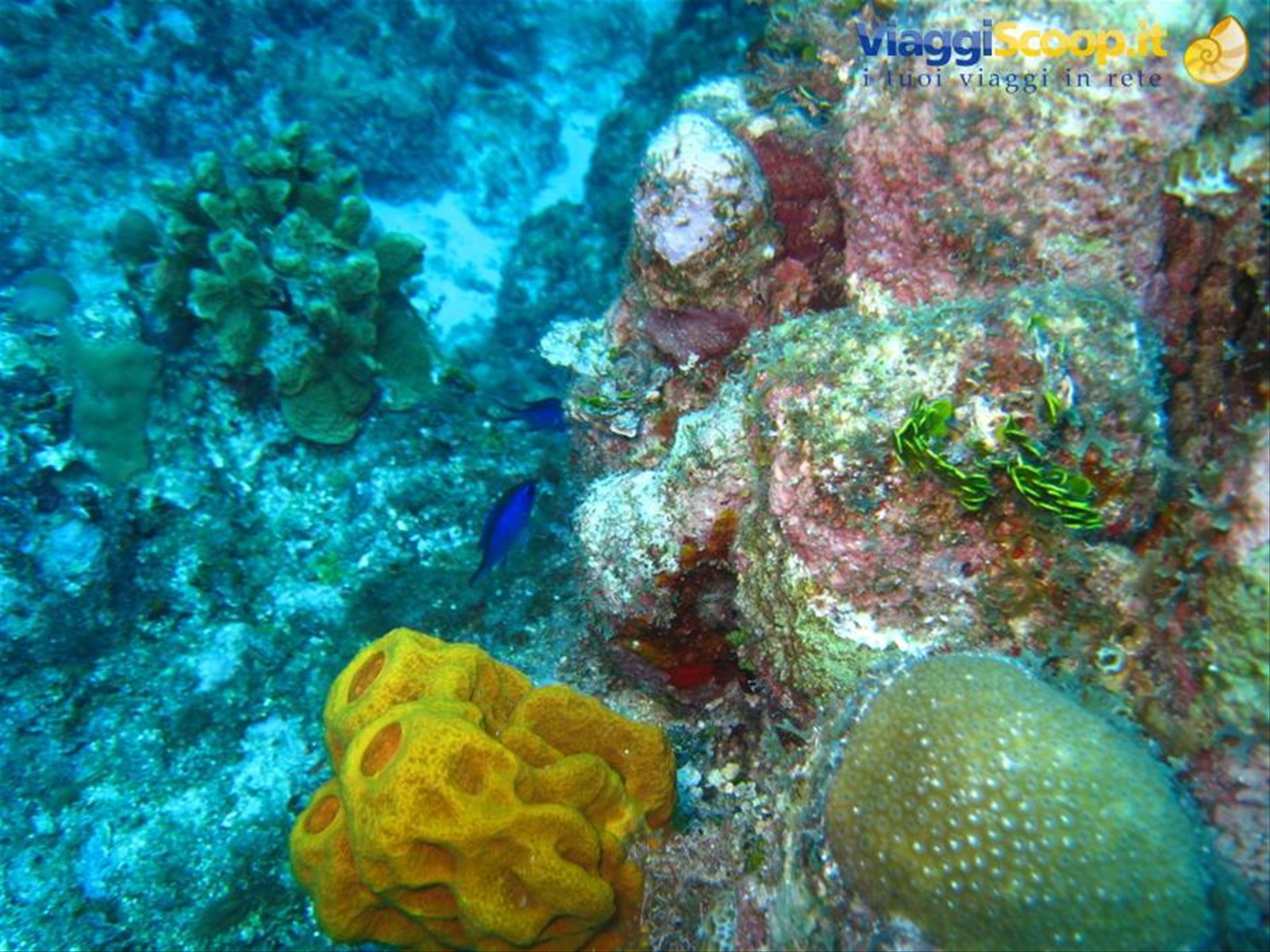 Foto di viaggio in ISOLE CAYMAN