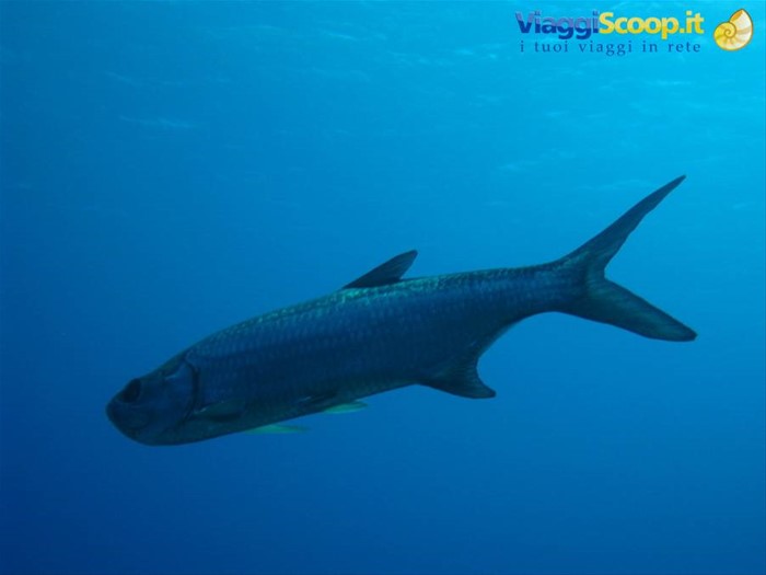 Tarpon