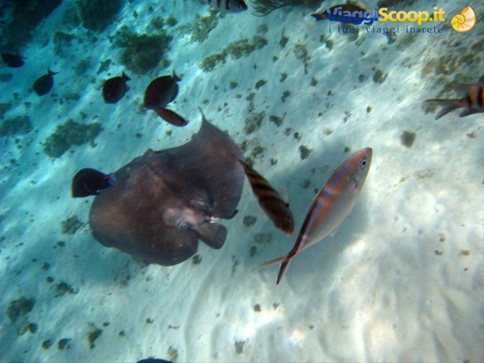 Coral Gardens