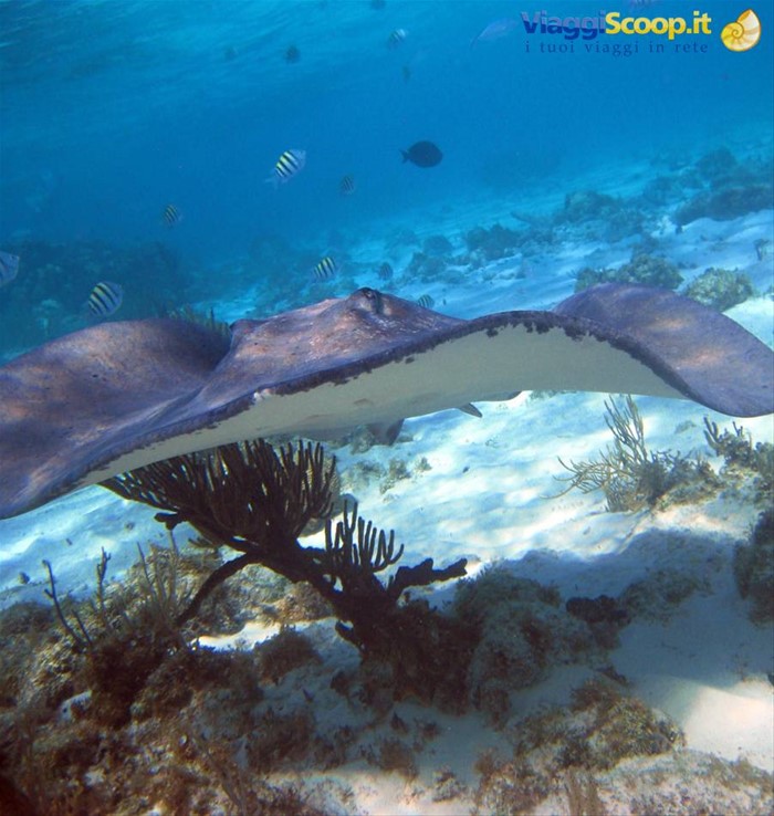 Stingray