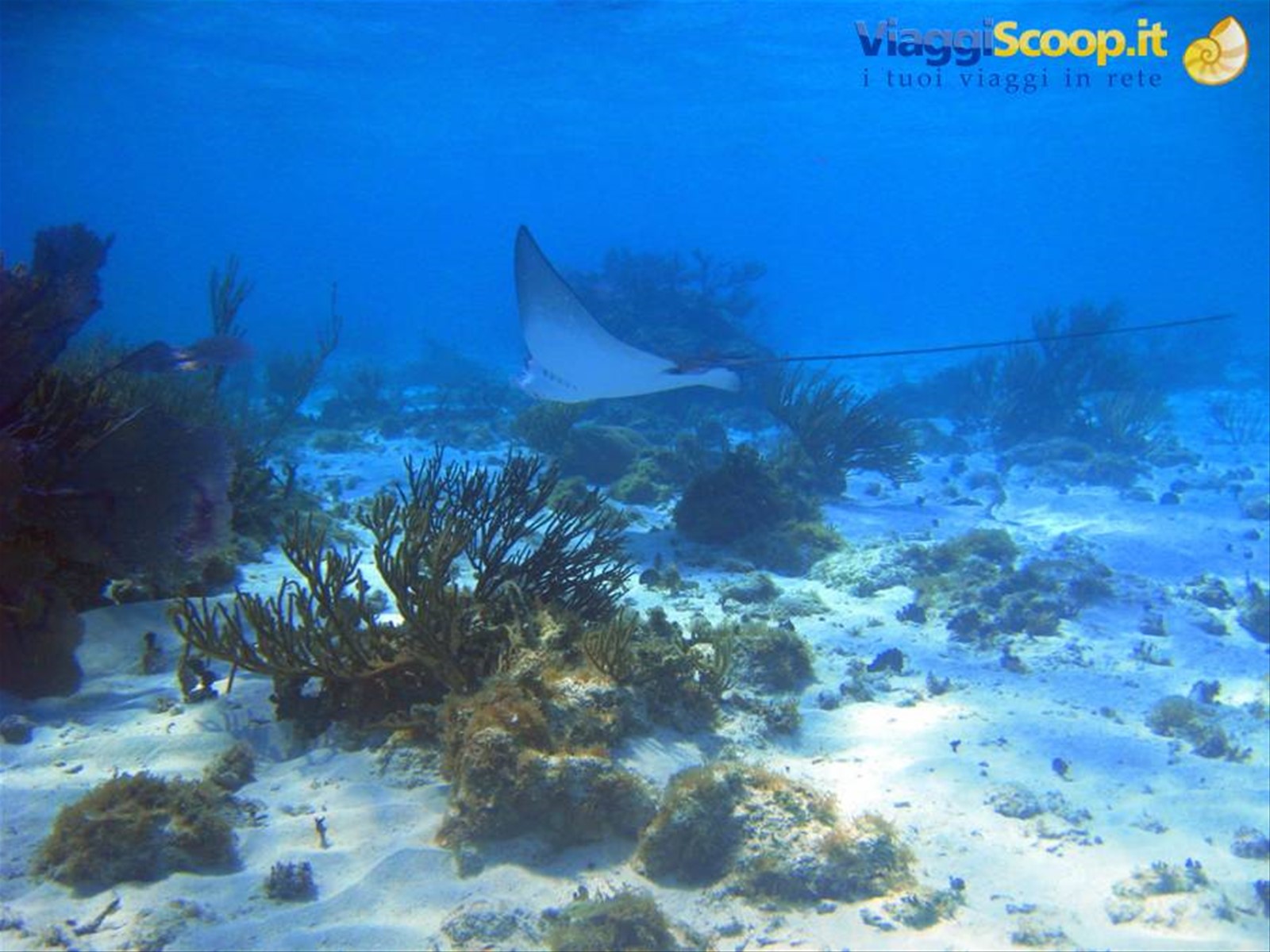Foto di viaggio in ISOLE CAYMAN