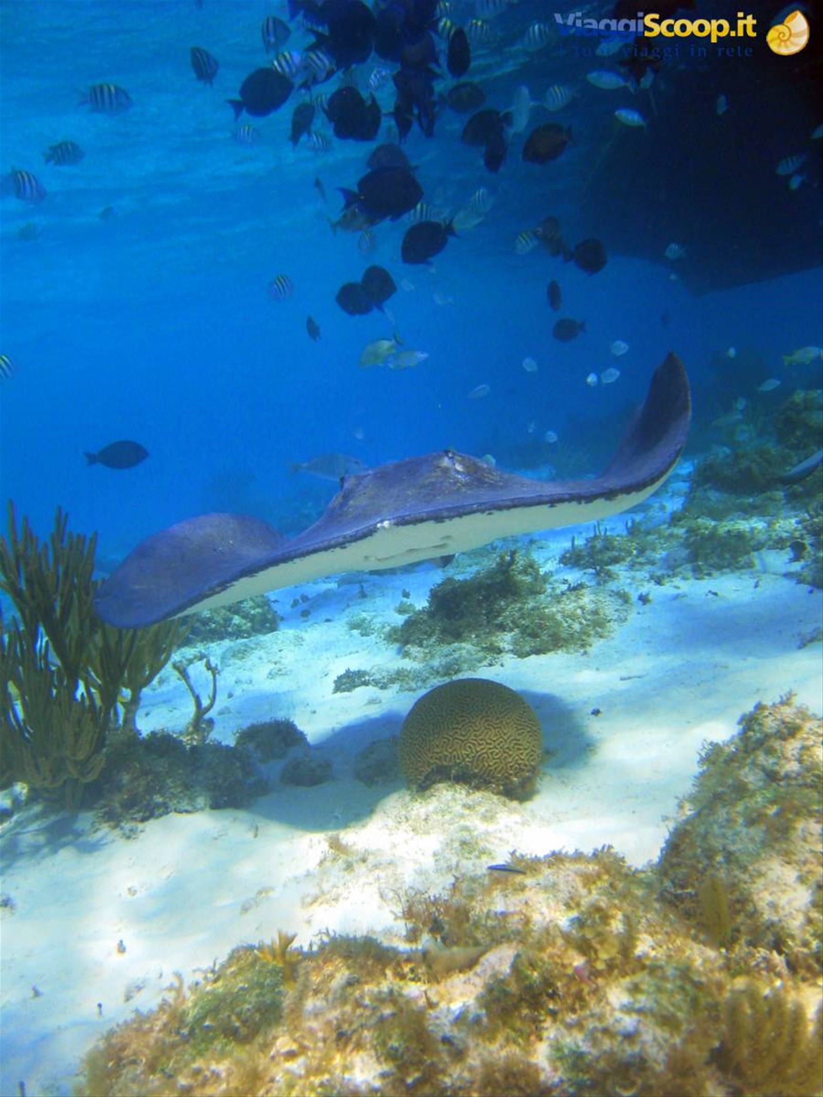 Barrier Reef