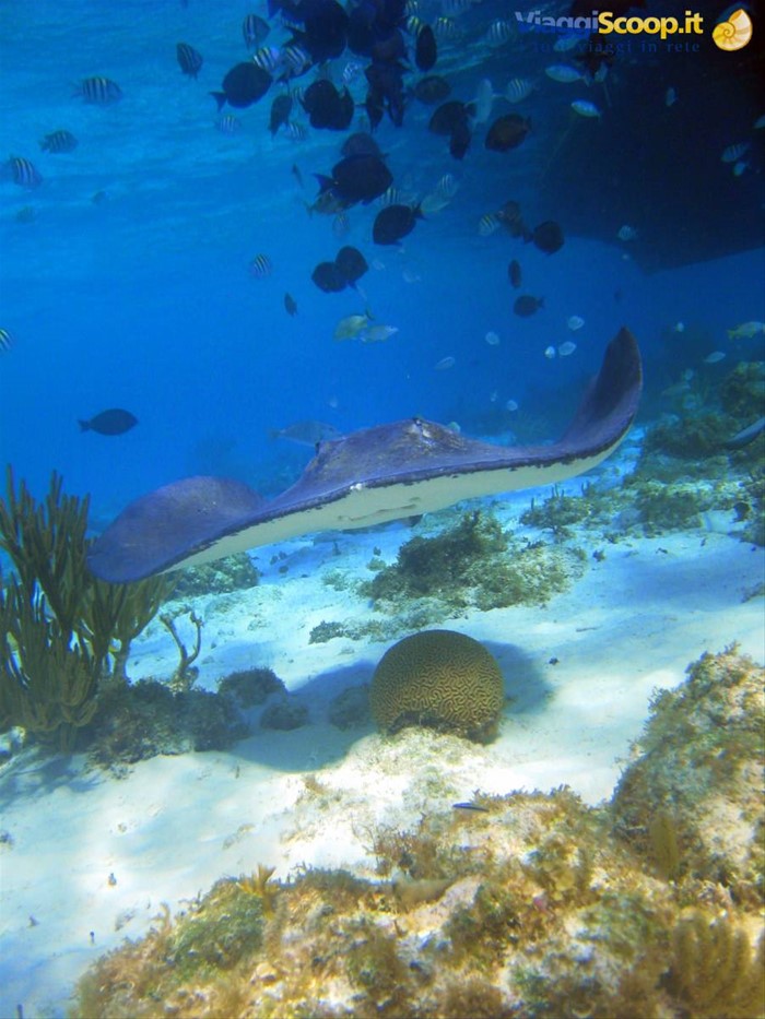 Barrier Reef