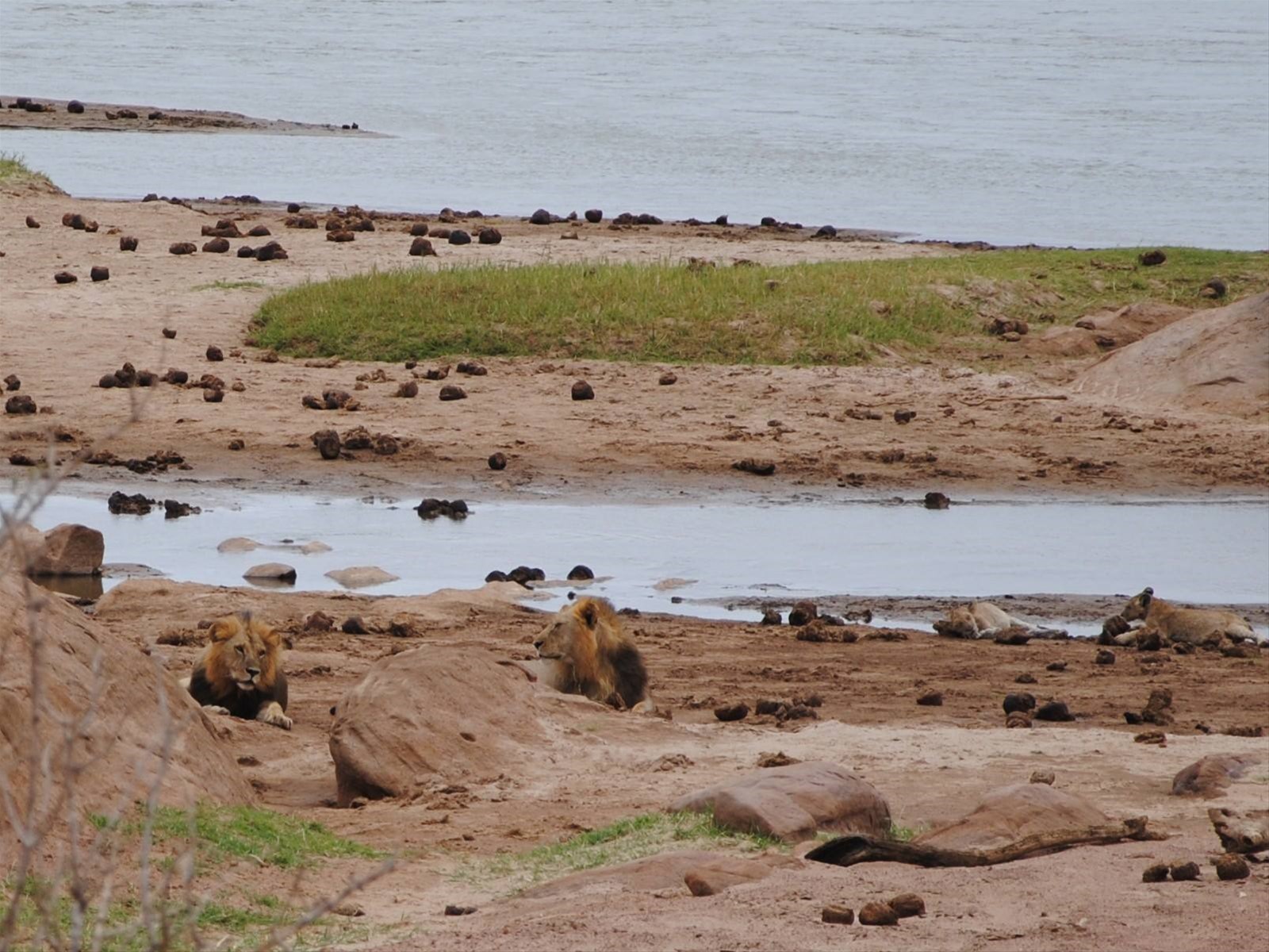 Leoni allo Tsavo