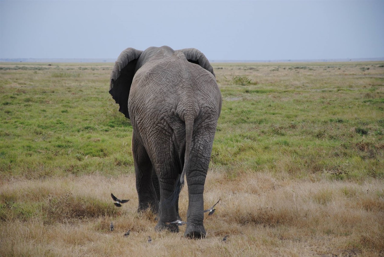 Elefanti all'Amboseli