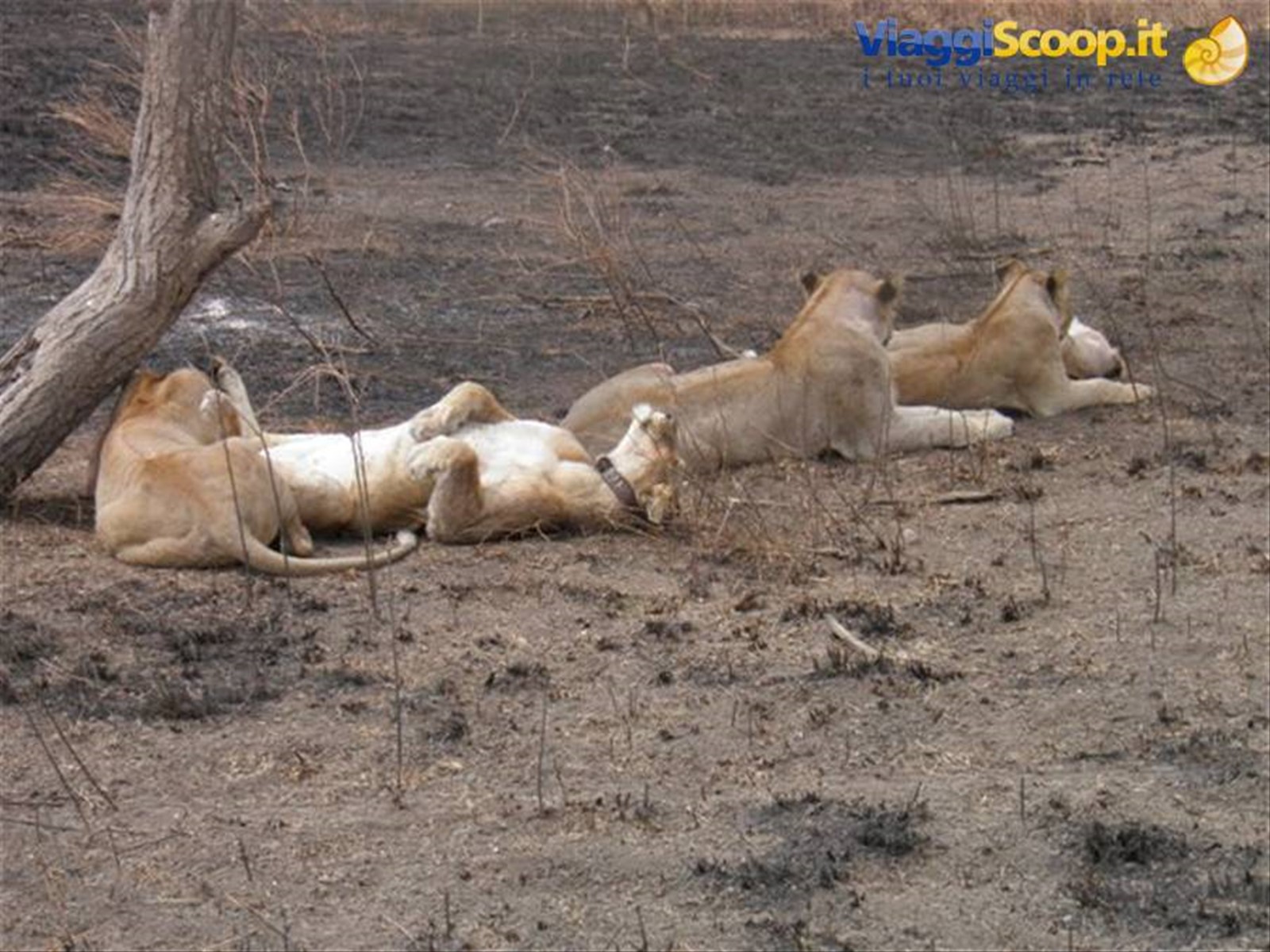 Serengeti