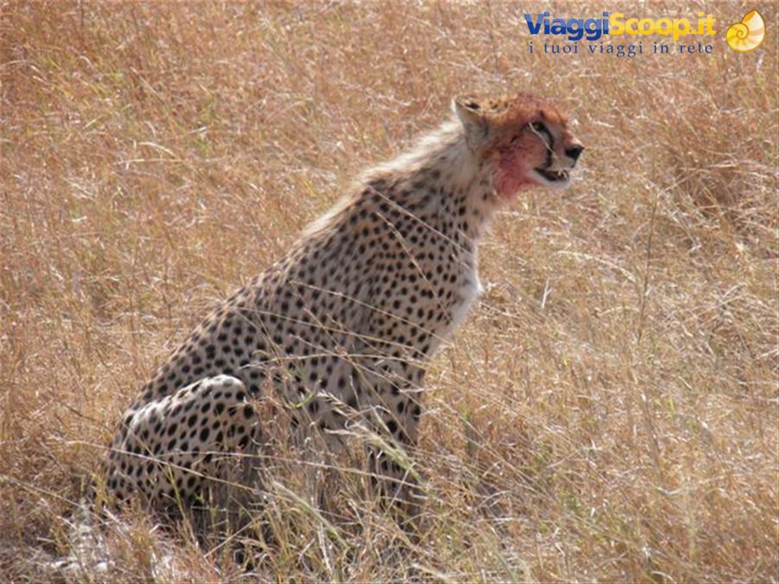 Serengeti