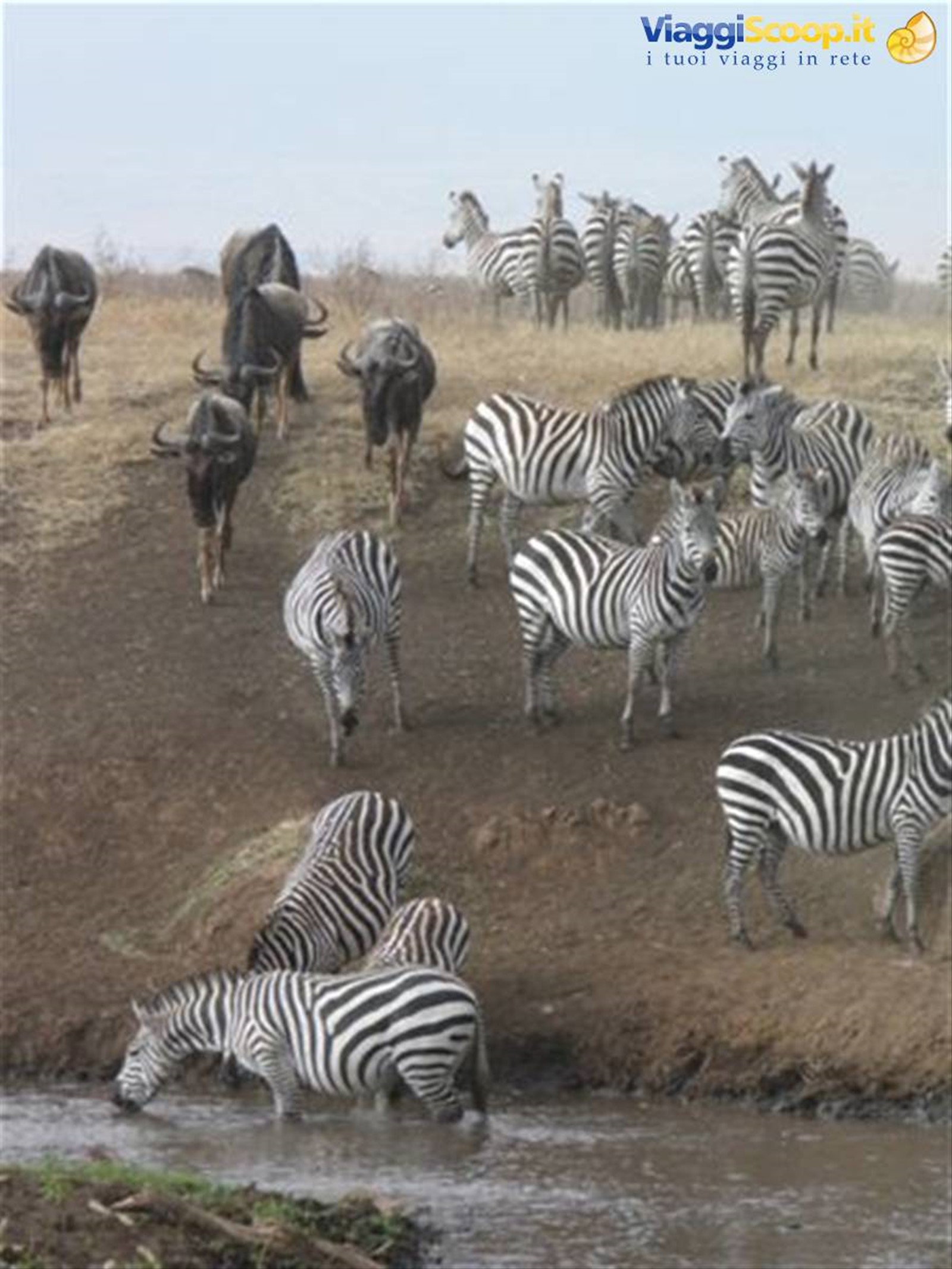 Riserva di Ngorongoro