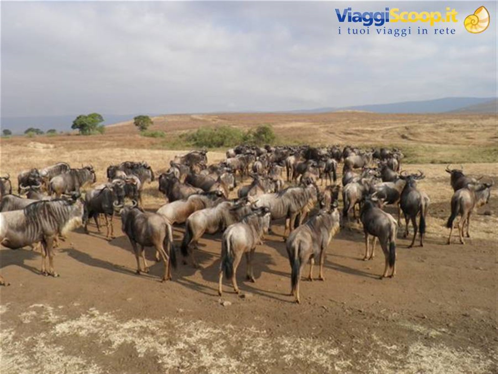 Ngorongoro