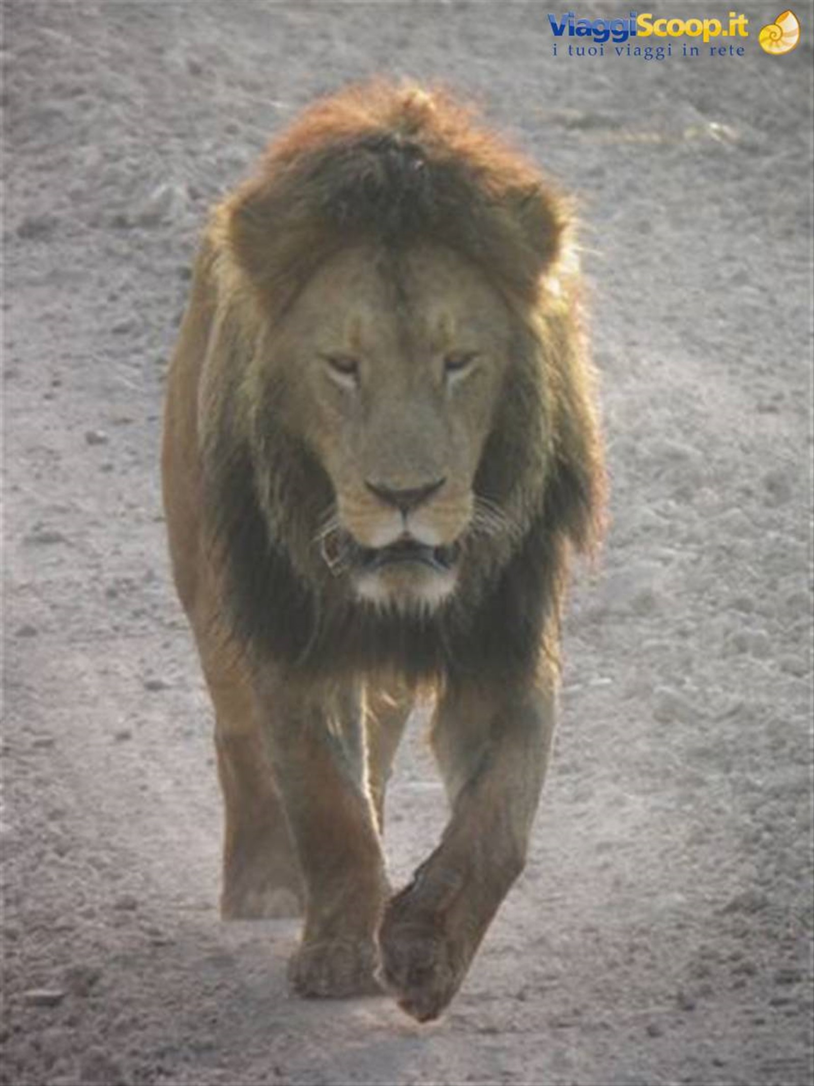 Ngorongoro