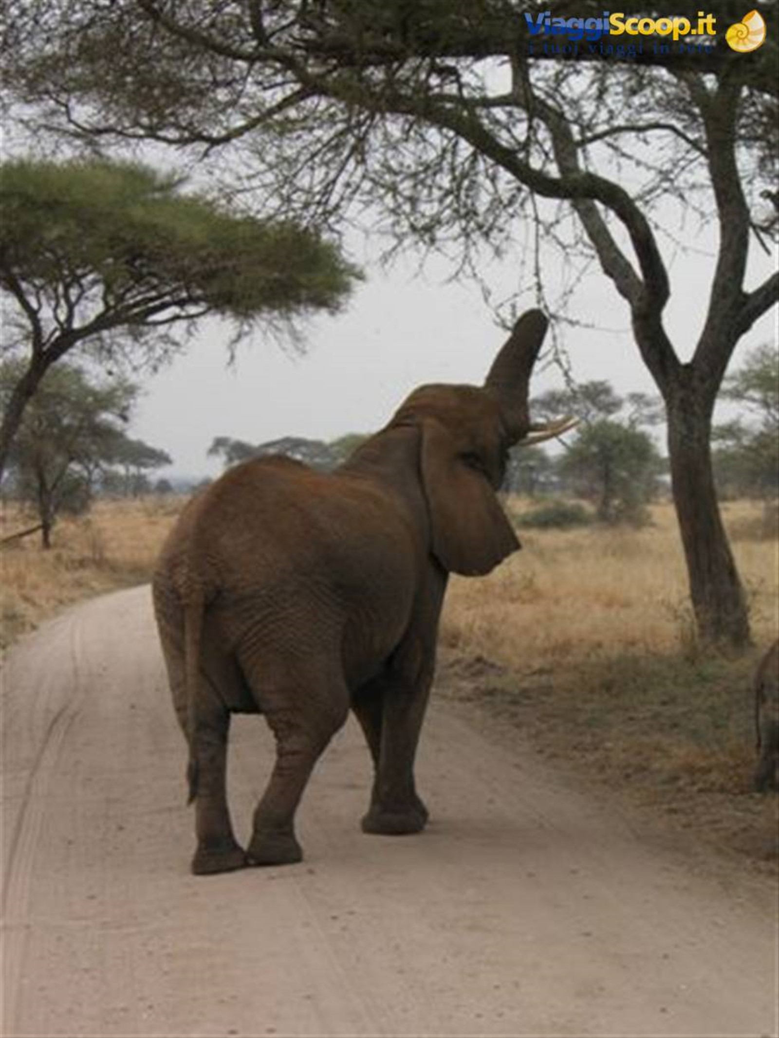 Tarangire
