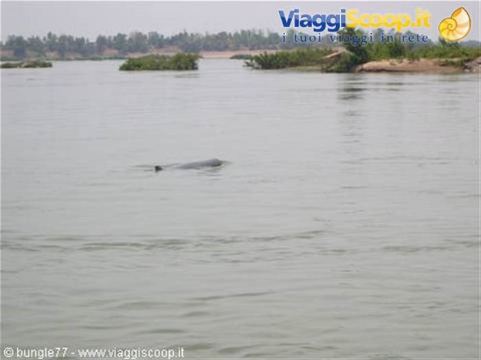 14 - Mekong - Delfini