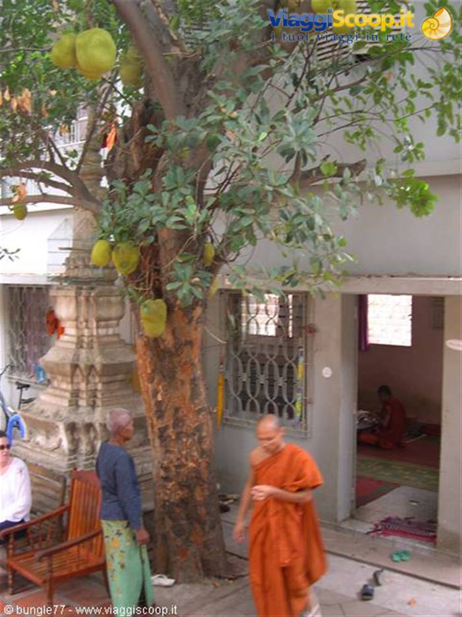 15 - PP - Wat Ounalom - Bonzo sotto albero del pane