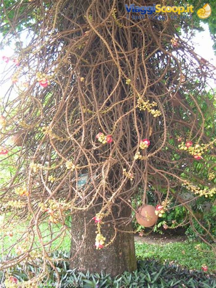 16 - PP - Palazzo Reale albero buffo