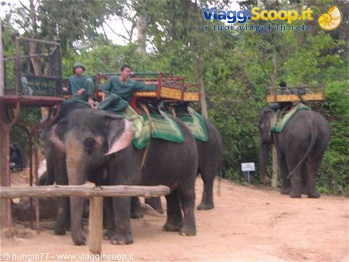 17 - Angkor - Phnom Bakheng - Elefanti