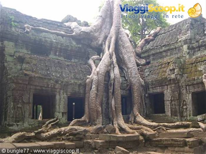 19 - Angkor - Ta Phrom - Alberi