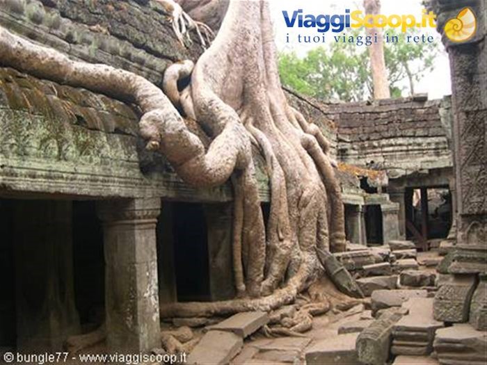 19 - Angkor - Ta Phrom - Alberi 2