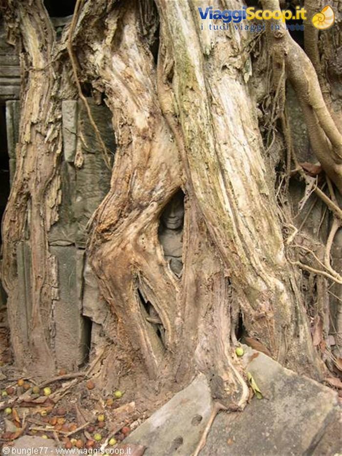 19 - Angkor - Ta Phrom - Fantasma