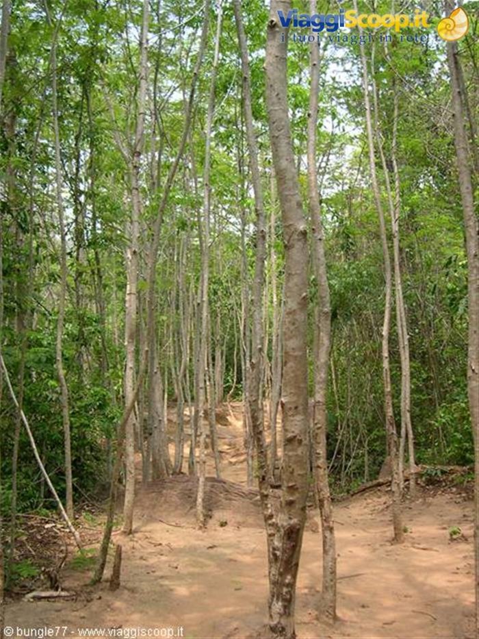 22 - Kbal Spean - giungla