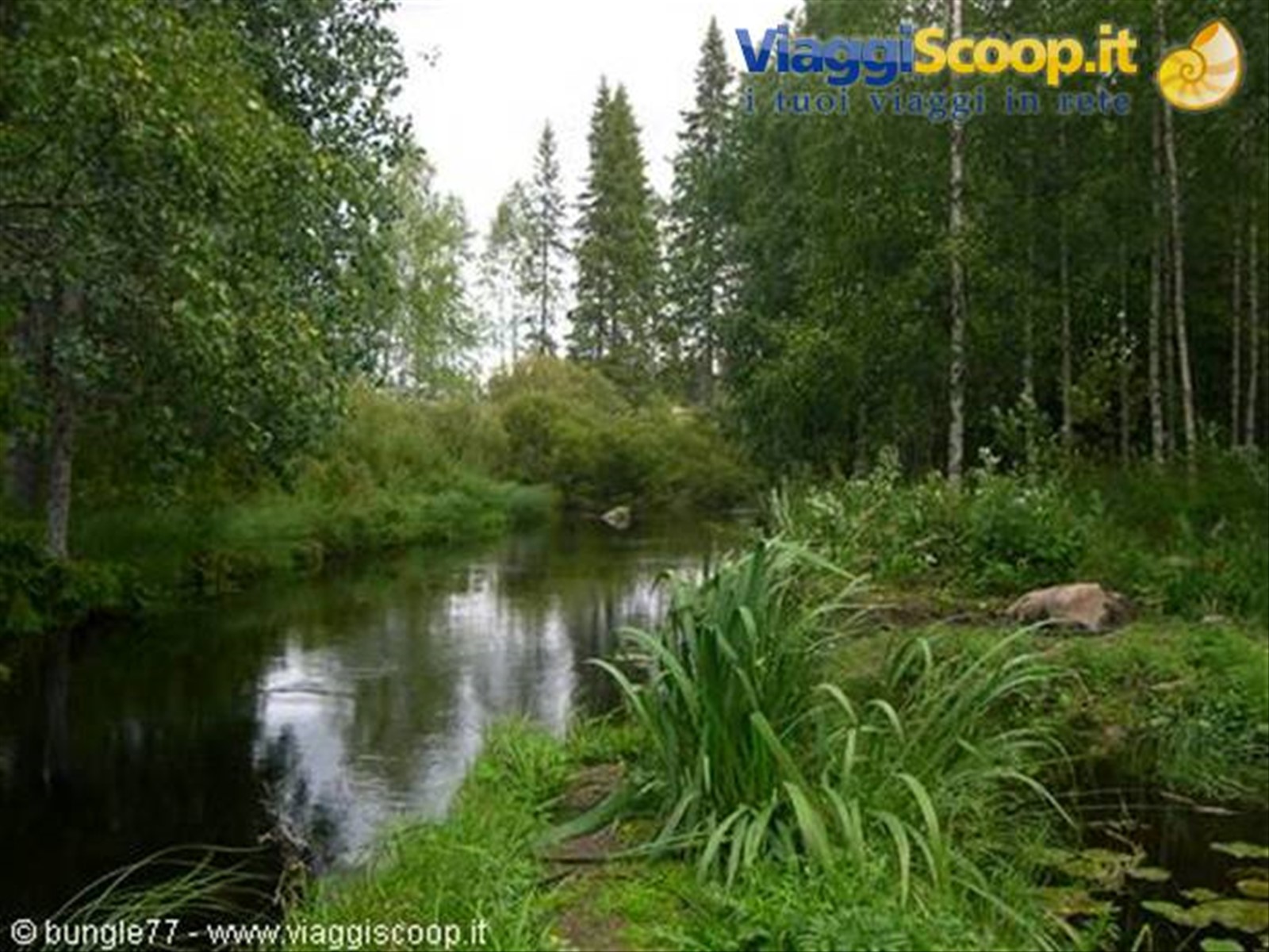Foresta