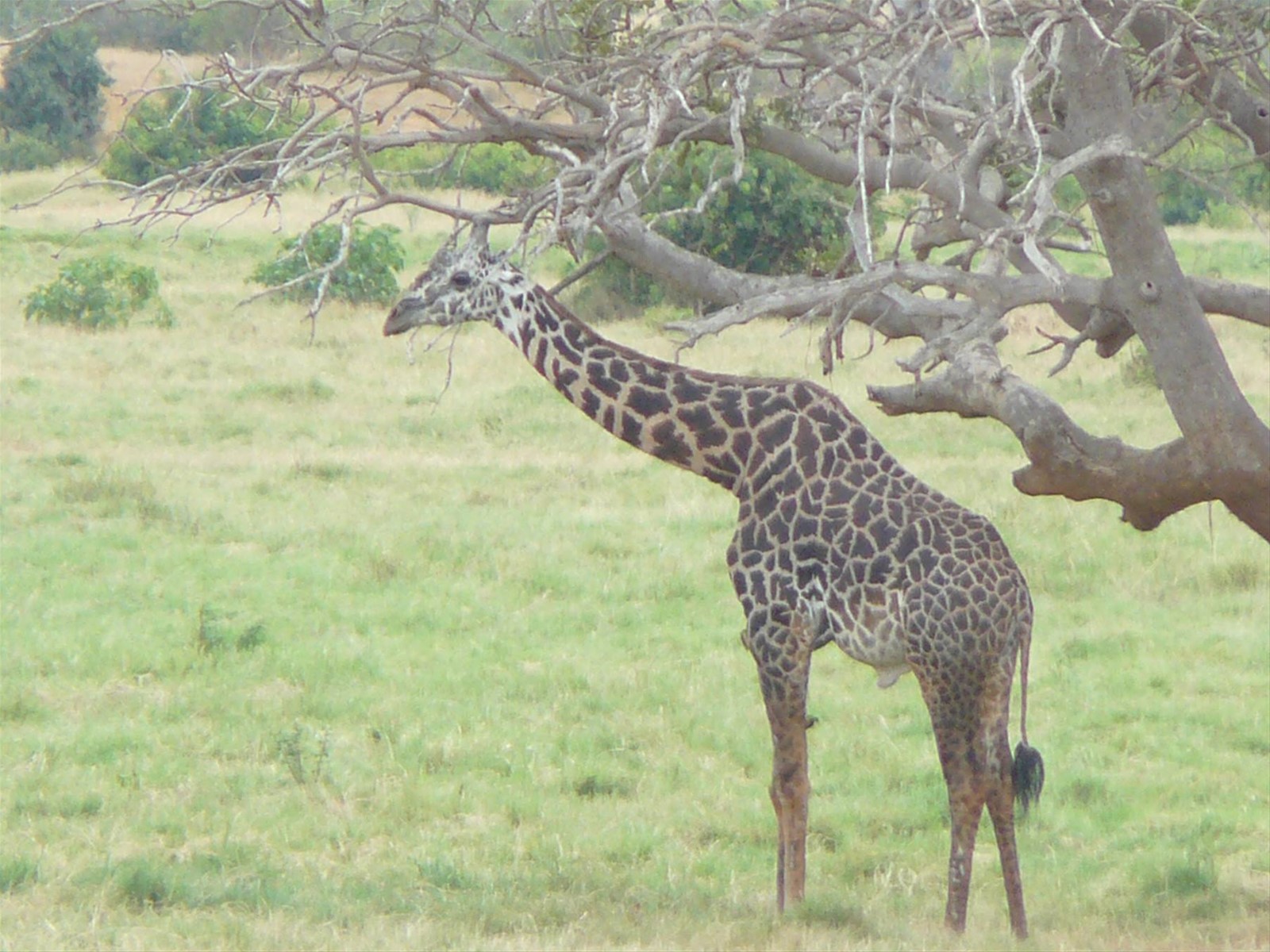 Foto di viaggio in KENYA