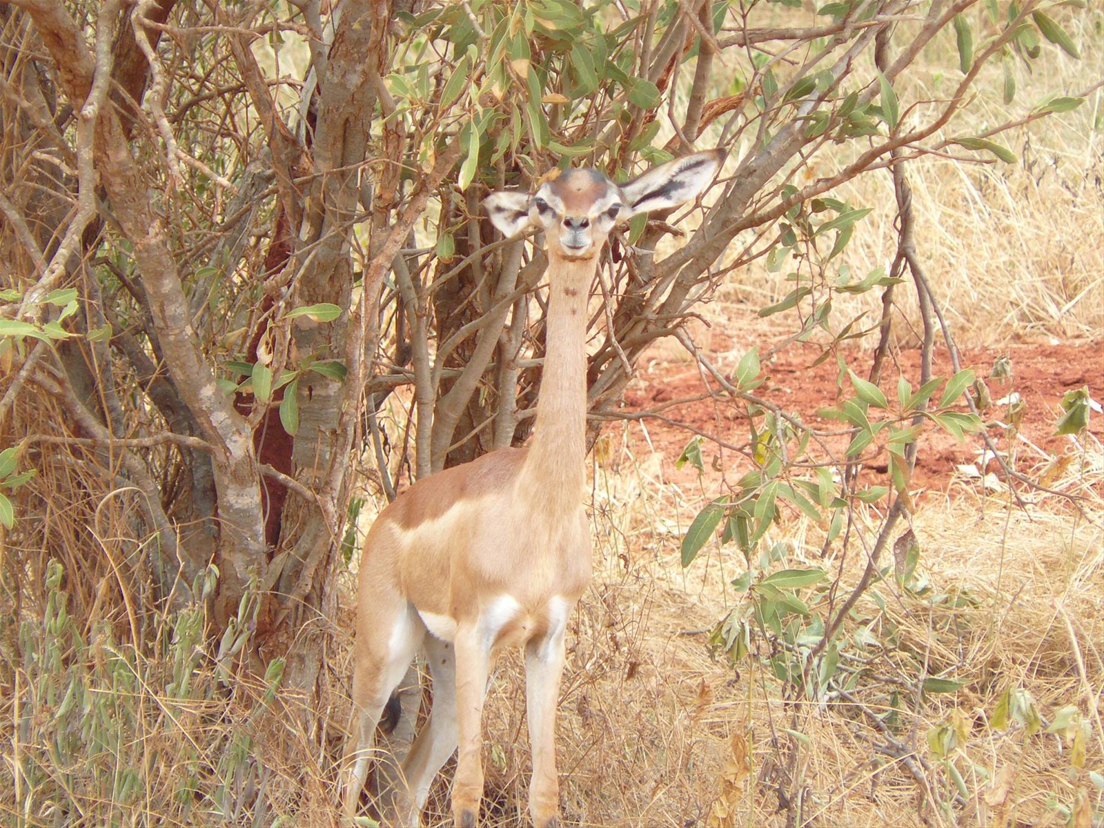 Foto di viaggio in KENYA