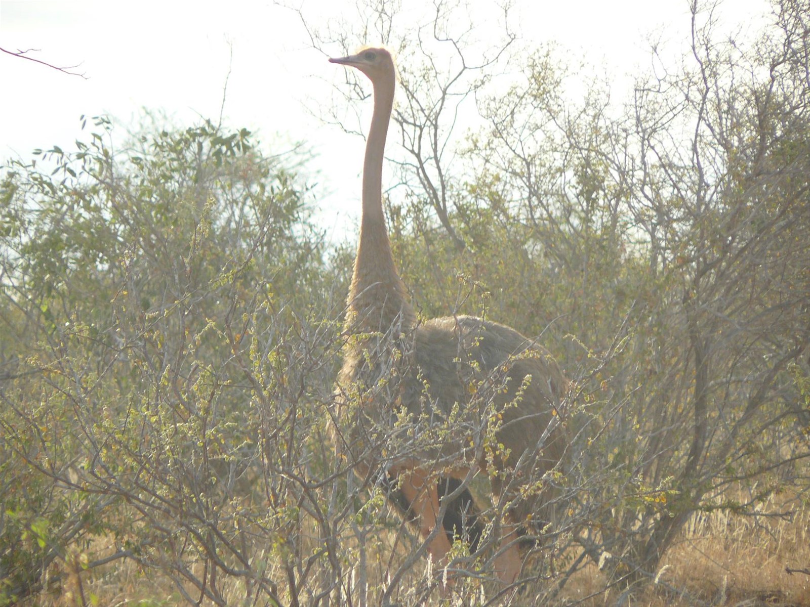 Foto di viaggio in KENYA