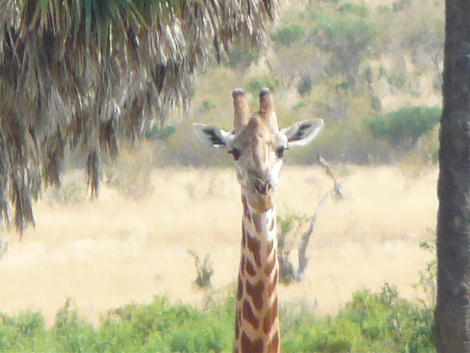 Foto di viaggio in KENYA