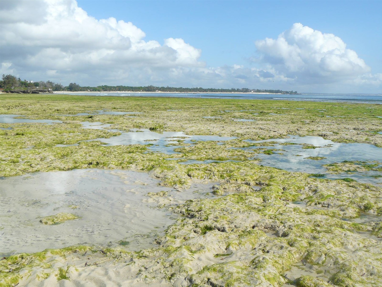 bassa marea a malindi