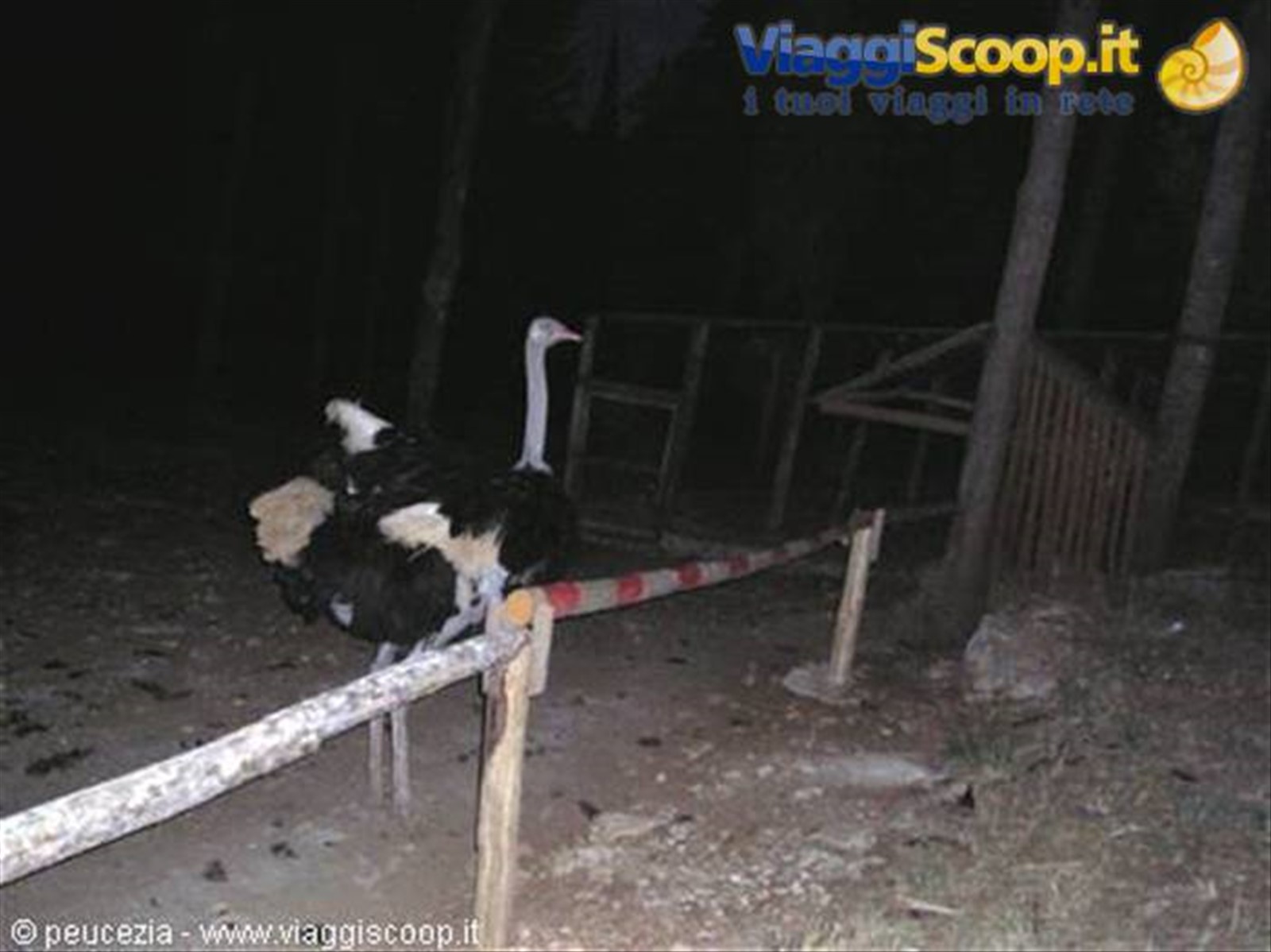 uno struzzo ospite della foresta di mercadante