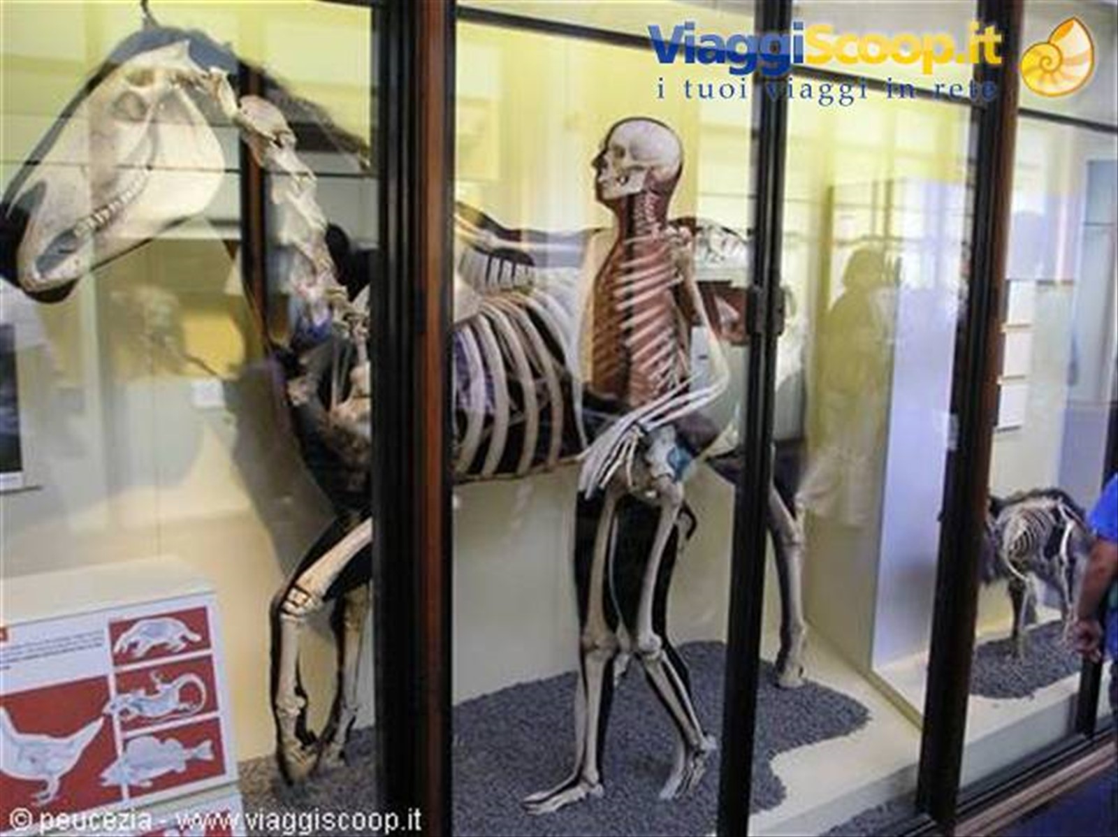 una curiosa immagine in mostra al National History Museum