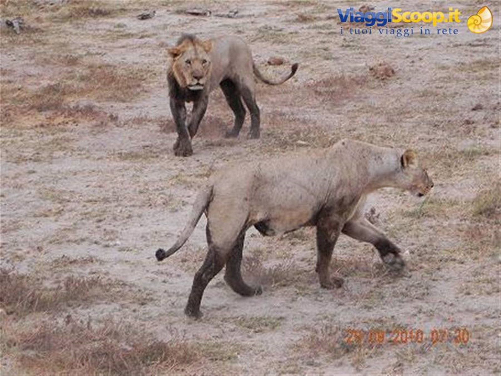 Safari ad Amboseli