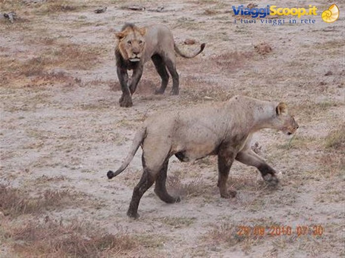Safari ad Amboseli