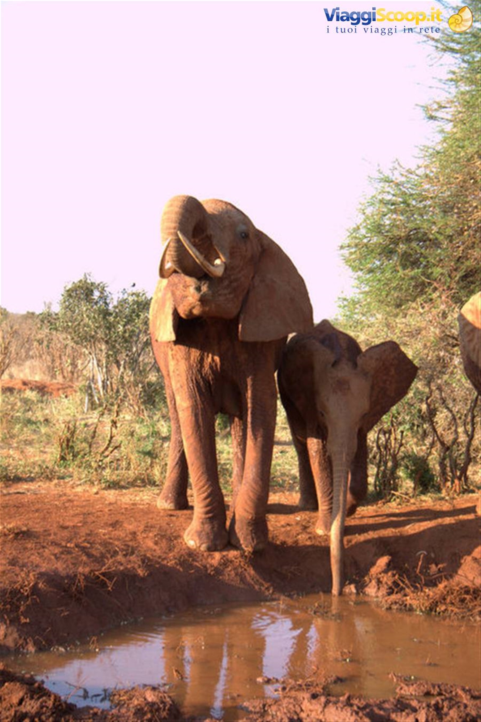 elefanti tsavo est