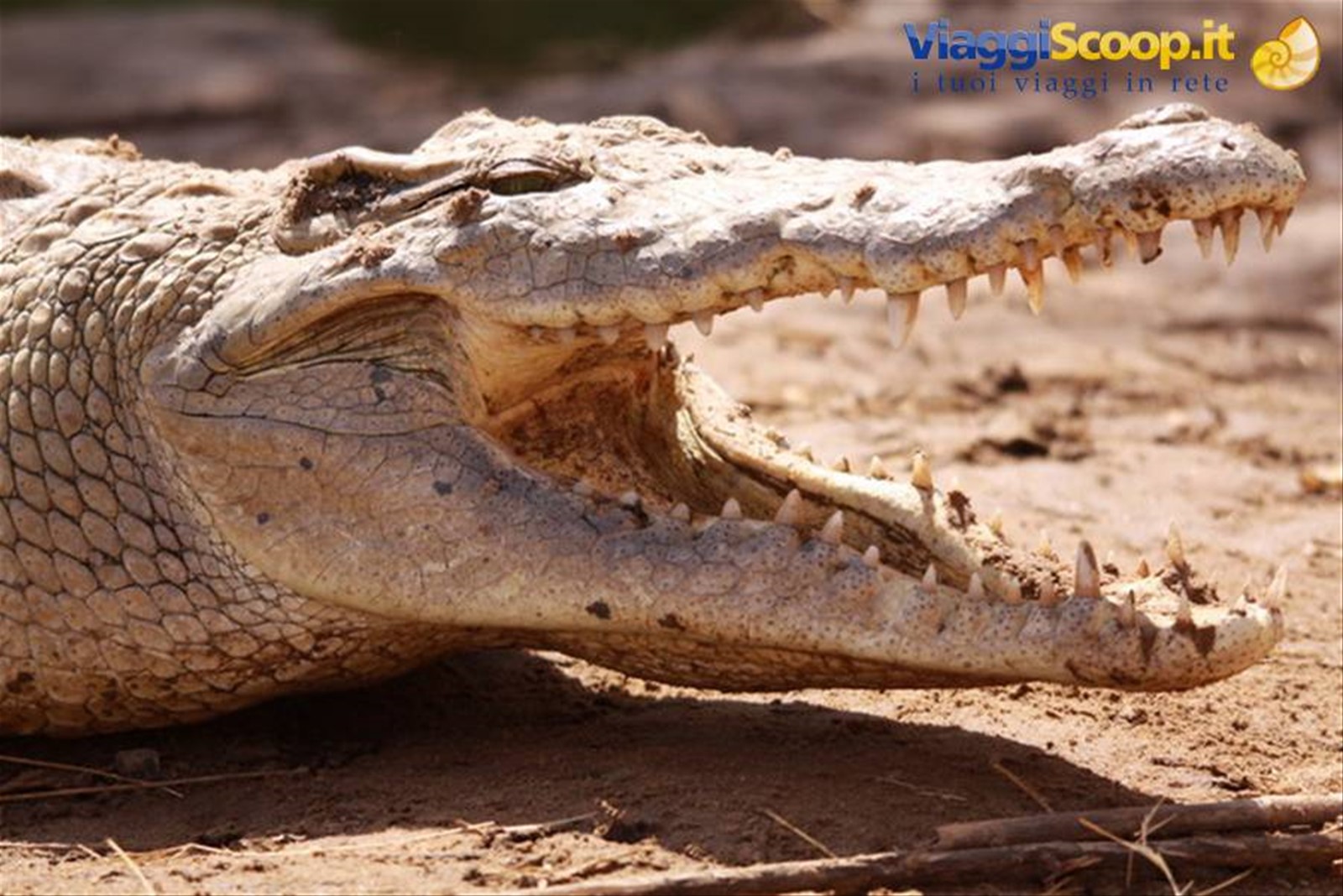 cocodrillo al fiume tsavo