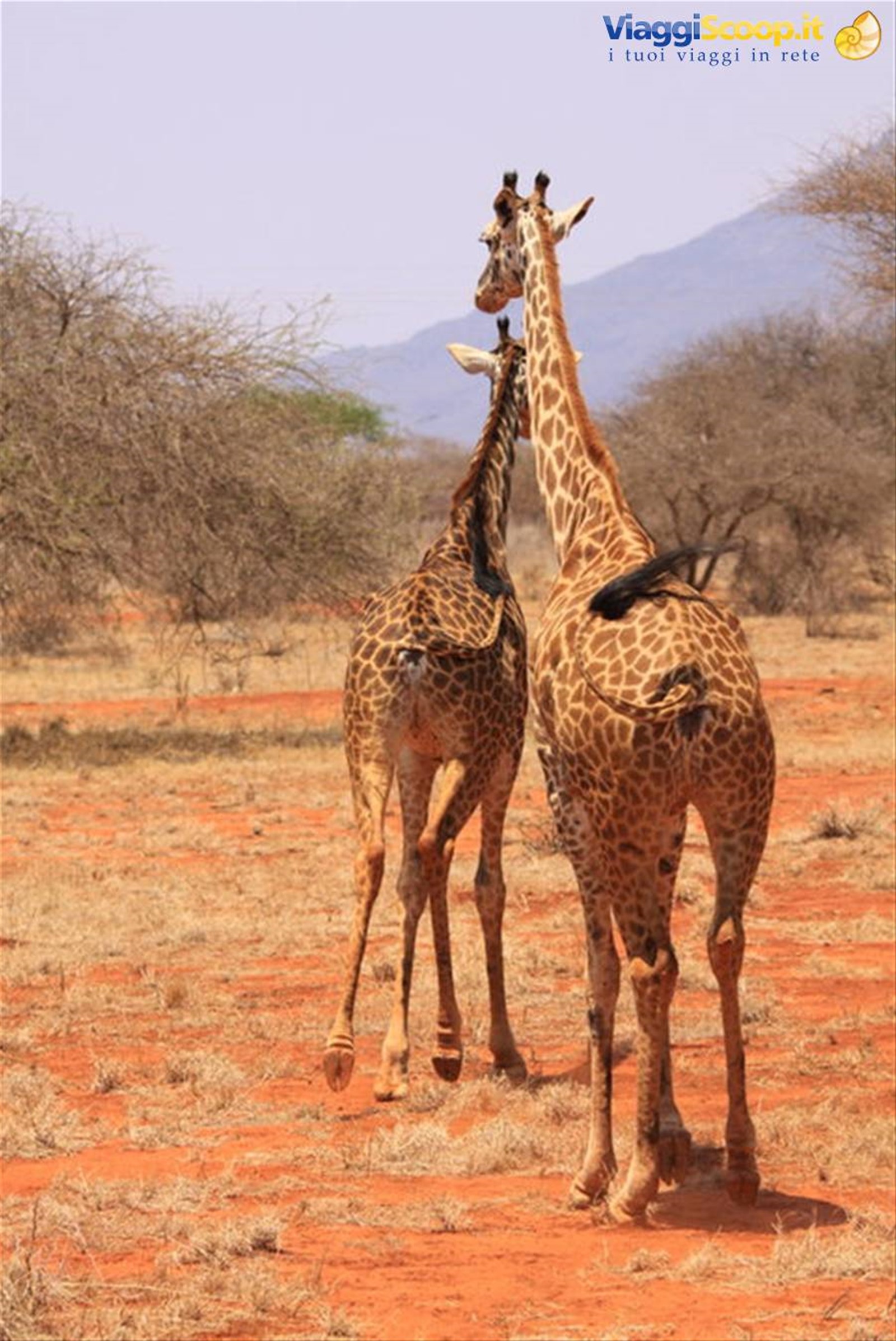 giraffe nella riserva di ngutuni