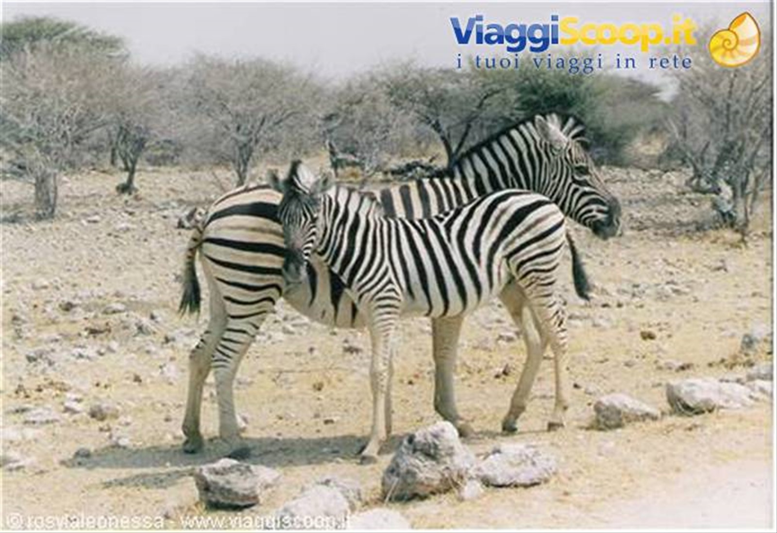 mamma zebra col suo tenero puledrino