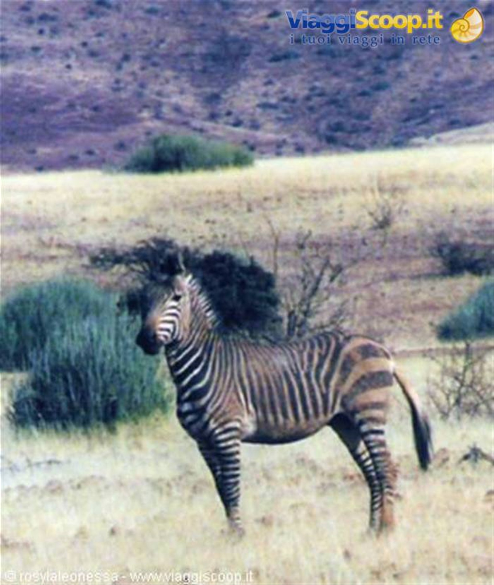 esemplare maschio di zebra di montagna