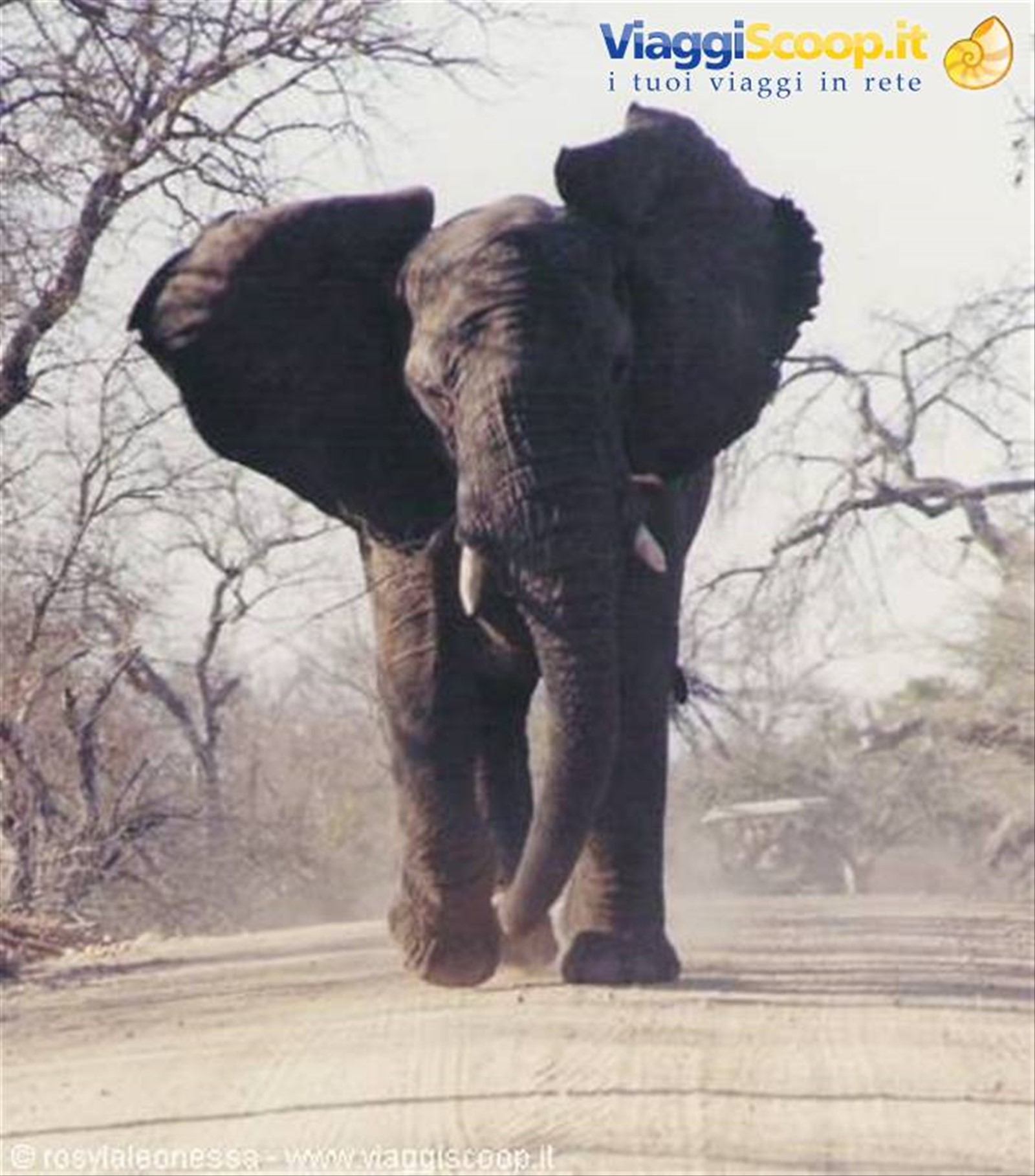 l'elefante che insegue la nostra jeep...