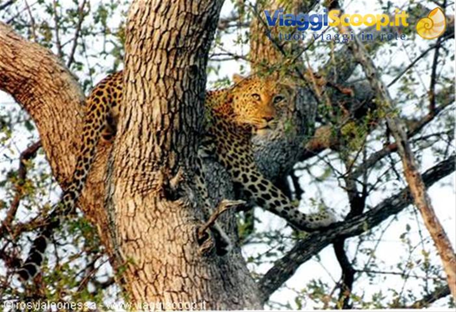 leopardo femmina....