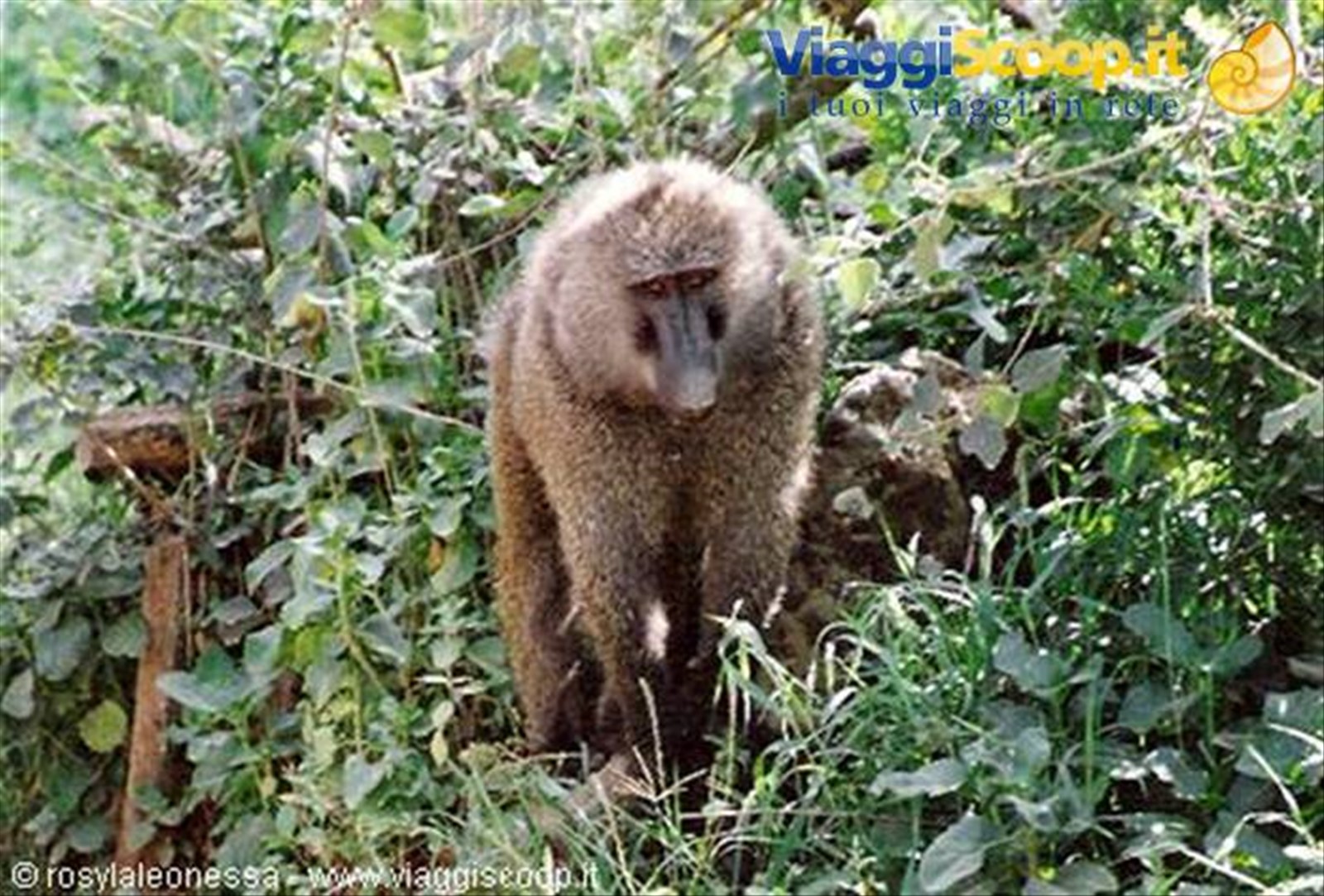 babbuino maschio Kruger Park