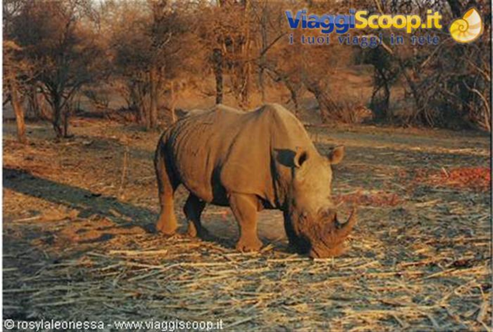 Rhino ... baby