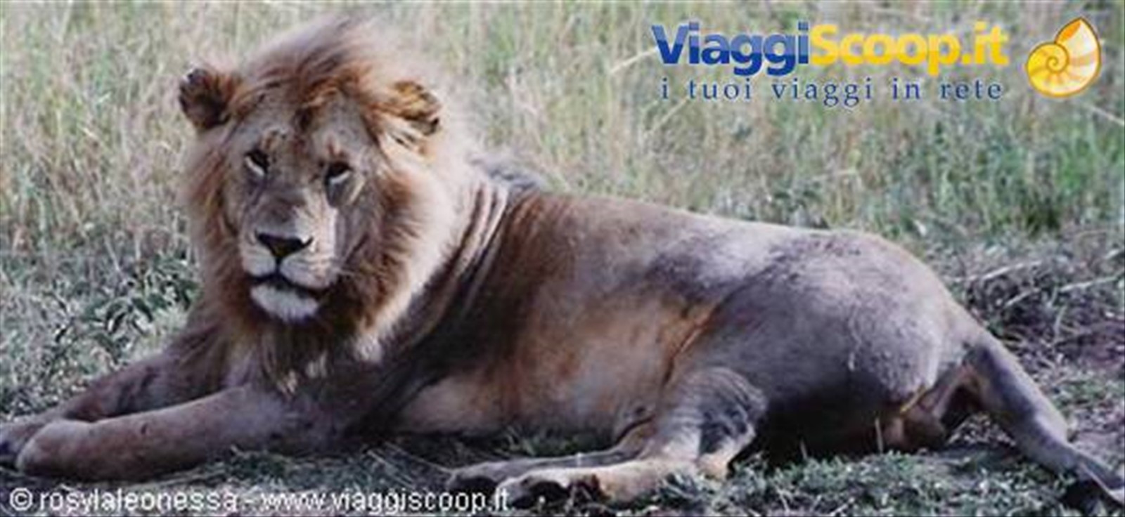 mio fratello...leo