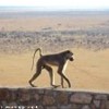 foto viaggio KENYA